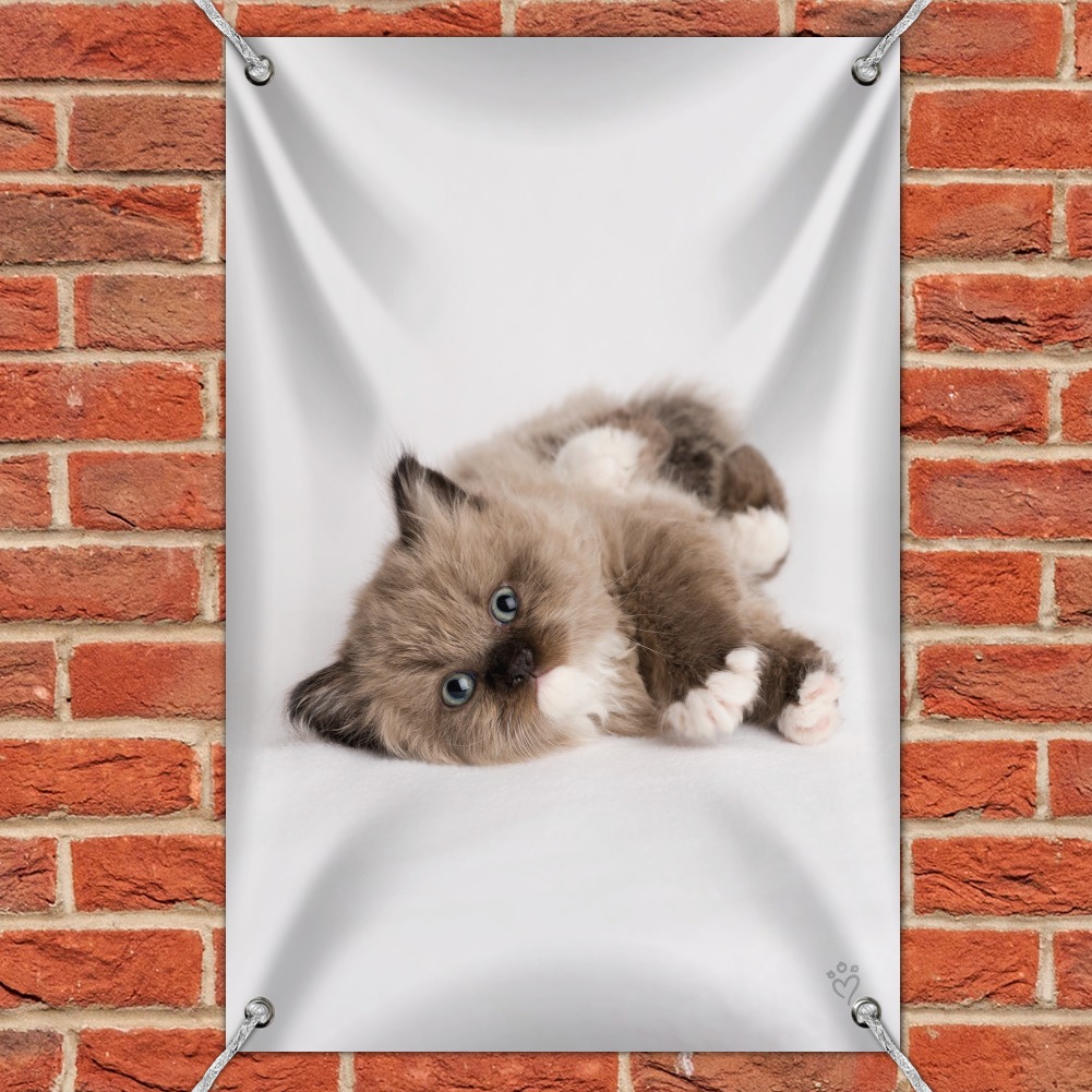 Miradoll Ragdoll Kitten Cat Brown Lazy Home Business Office Sign